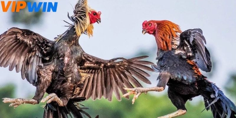 Giao diện đá gà VIPWIN được thiết kế theo hướng ưu tiên sự rõ ràng