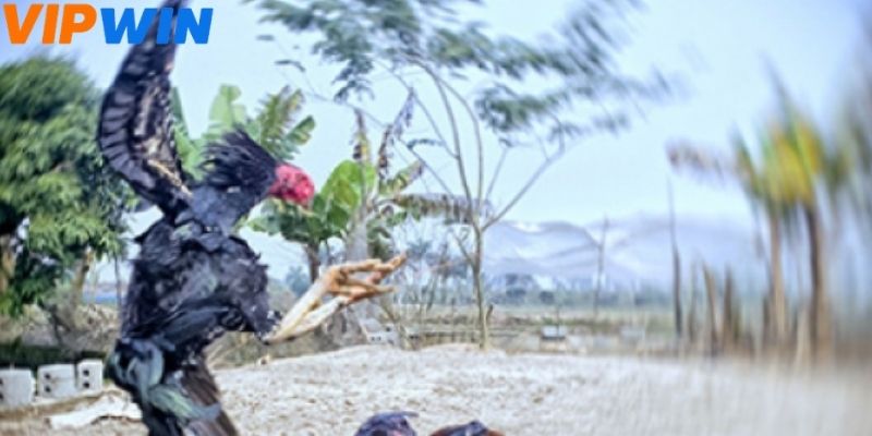 Người chơi nên xác định số tiền tham gia đặt cược